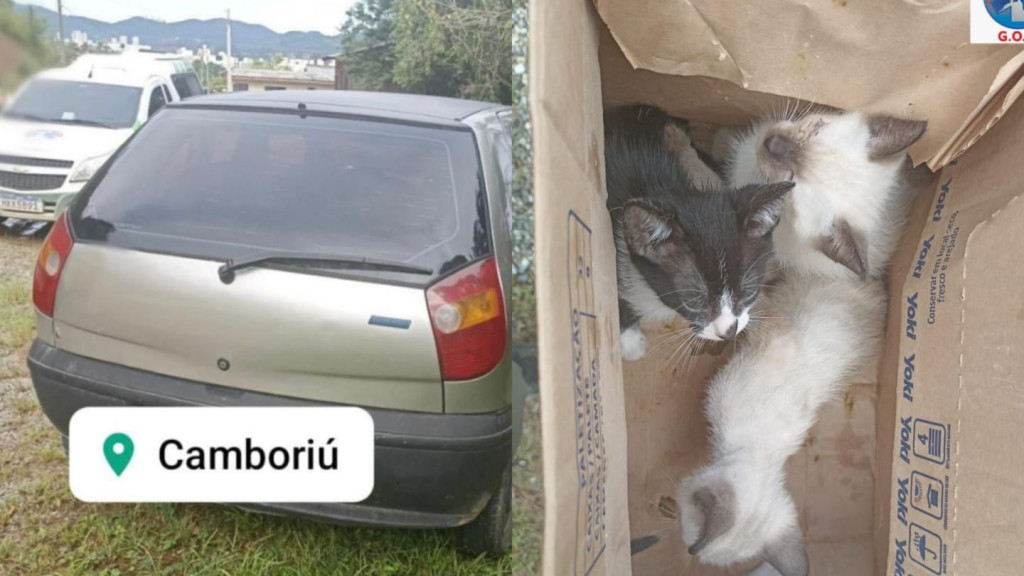 Mulher é presa após abandonar filhotes de gato em Camboriú