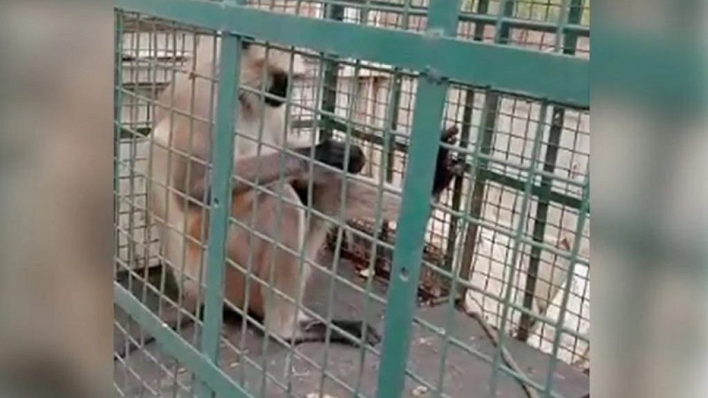 Fim da Linha: Macaco agressor de crianças é capturado pelas autoridades