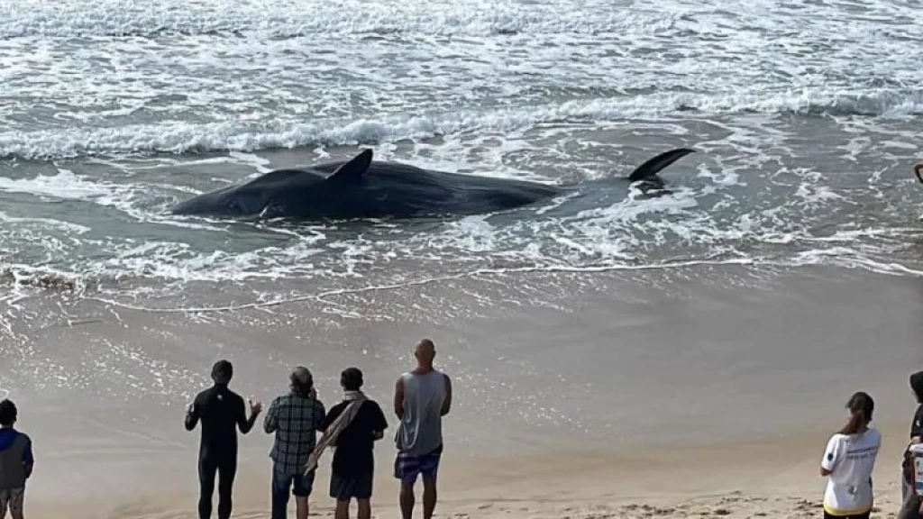 Morre baleia que encalhou em praia de Florianópolis