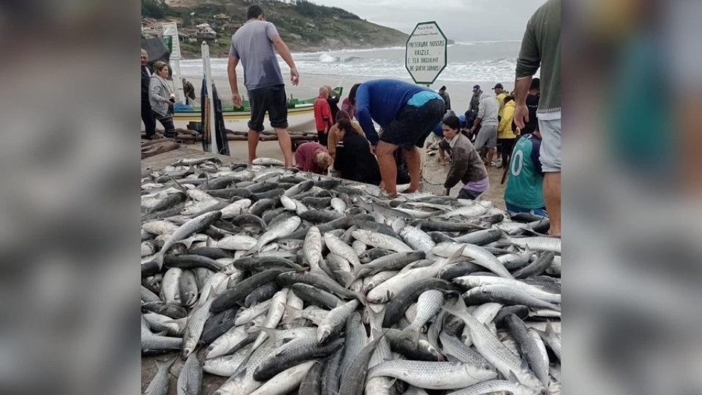 Pescadores enfrentam o frio e capturam cerca de 500 tainhas em praia de SC
