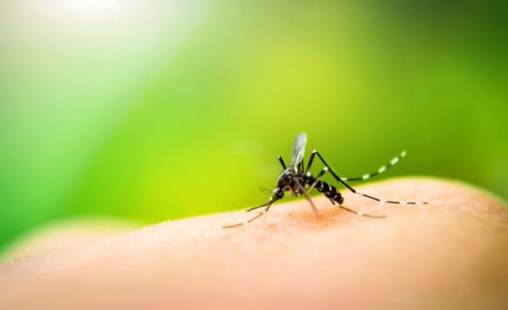SC é o segundo estado com mais mortes por dengue