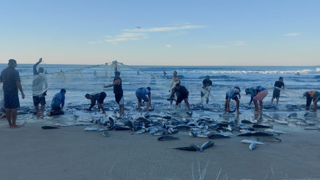 Safra da Tainha em Florianópolis já ultrapassa 110 mil peixes