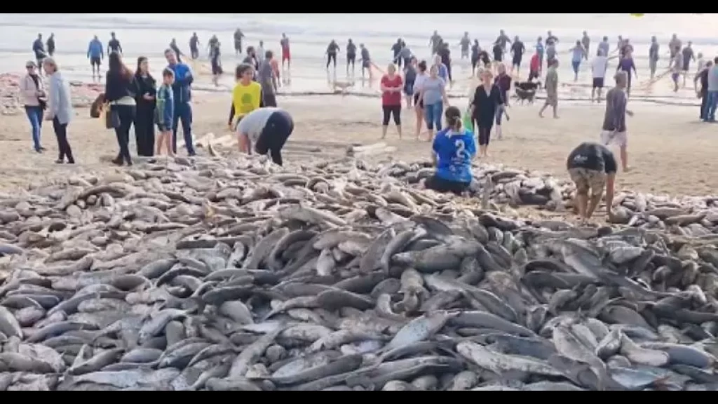 VÍDEO: Pescadores comemoram após capturar mais de 7 mil tainhas em Bombinhas