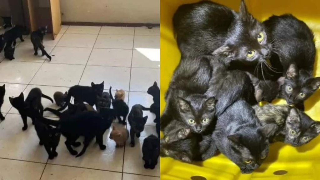 Polícia salva 30 gatos em situação de maus-tratos em apartamento