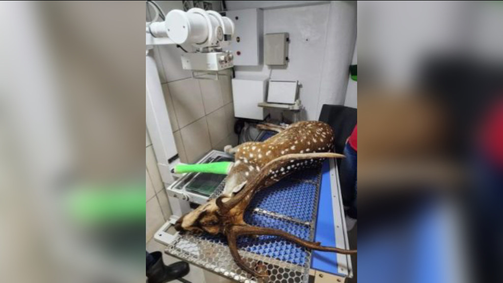 Cervo exótico encontrado em SC morre após tentativa de tratamento