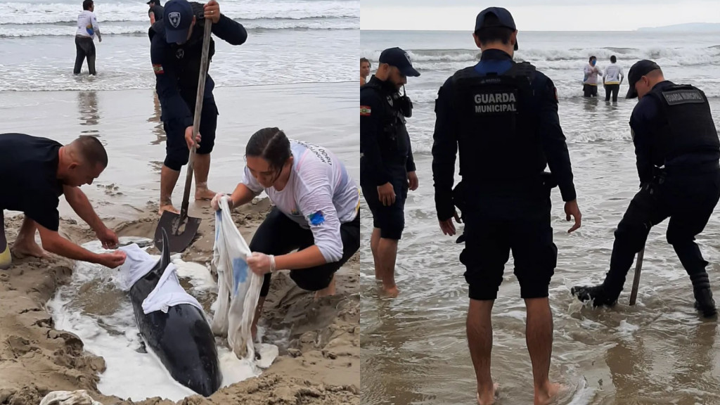 Golfinho ferido é resgatado com vida na Meia Praia, em Itapema