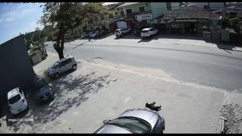 Motorista atropela cachorro na calçada e foge sem prestar socorro