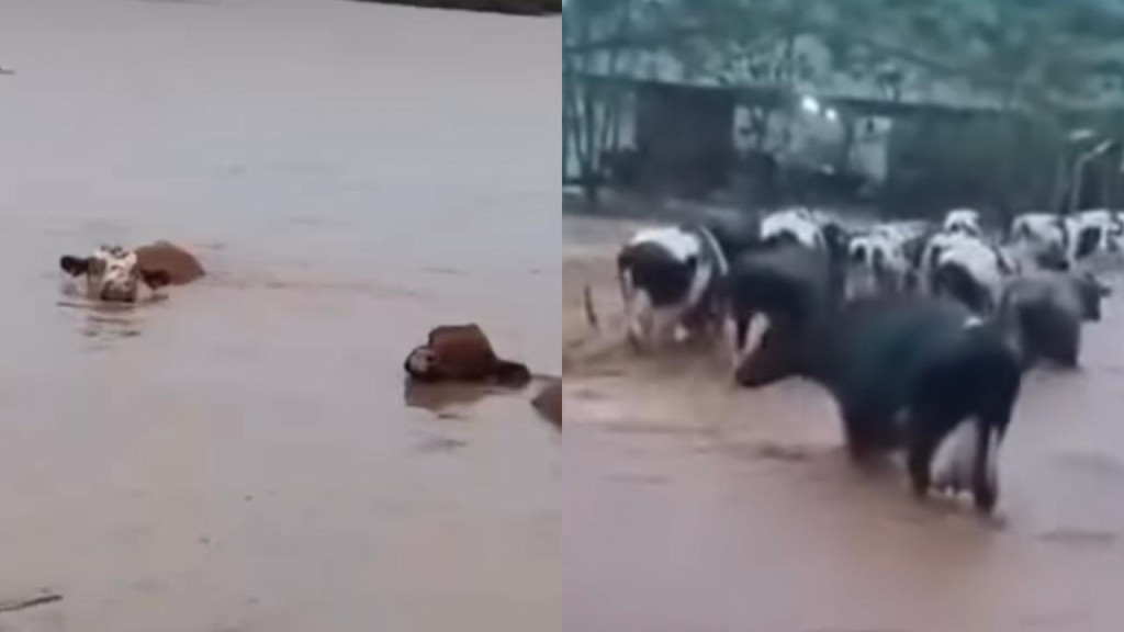 Animais morrem afogados durante enchente no Rio Grande do Sul