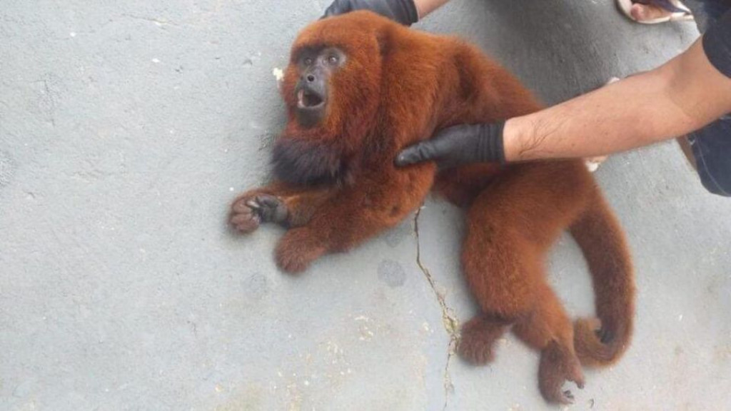 Macaco bugio-ruivo é resgatado após levar choque em fiação elétrica