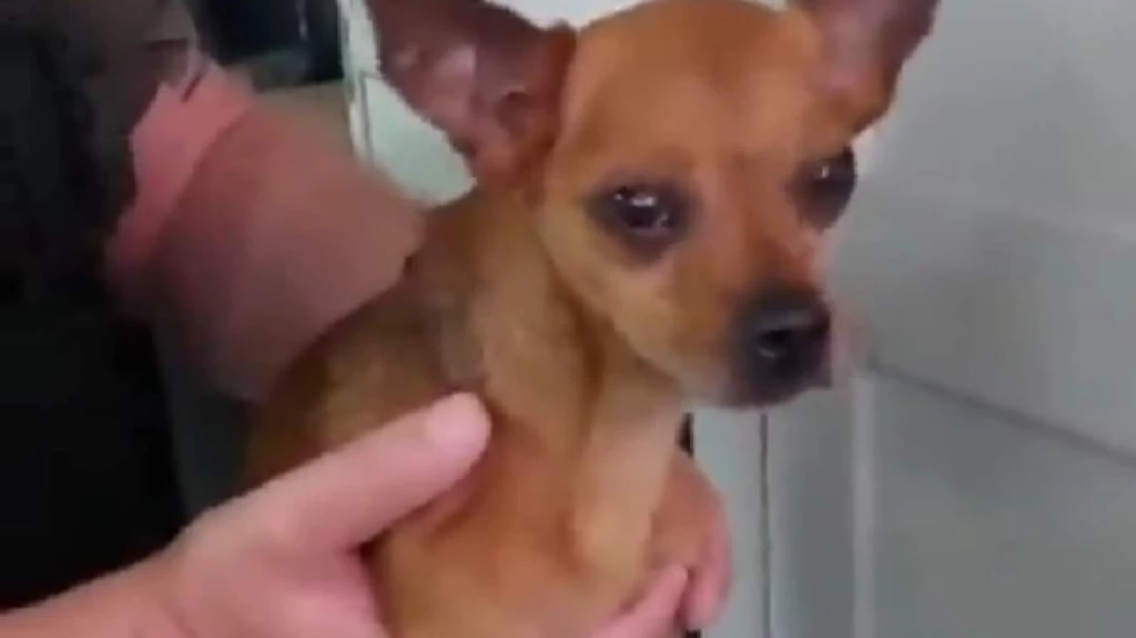 VÍDEO: Guarda resgata cachorro dentro de carro em Balneário Camboriú