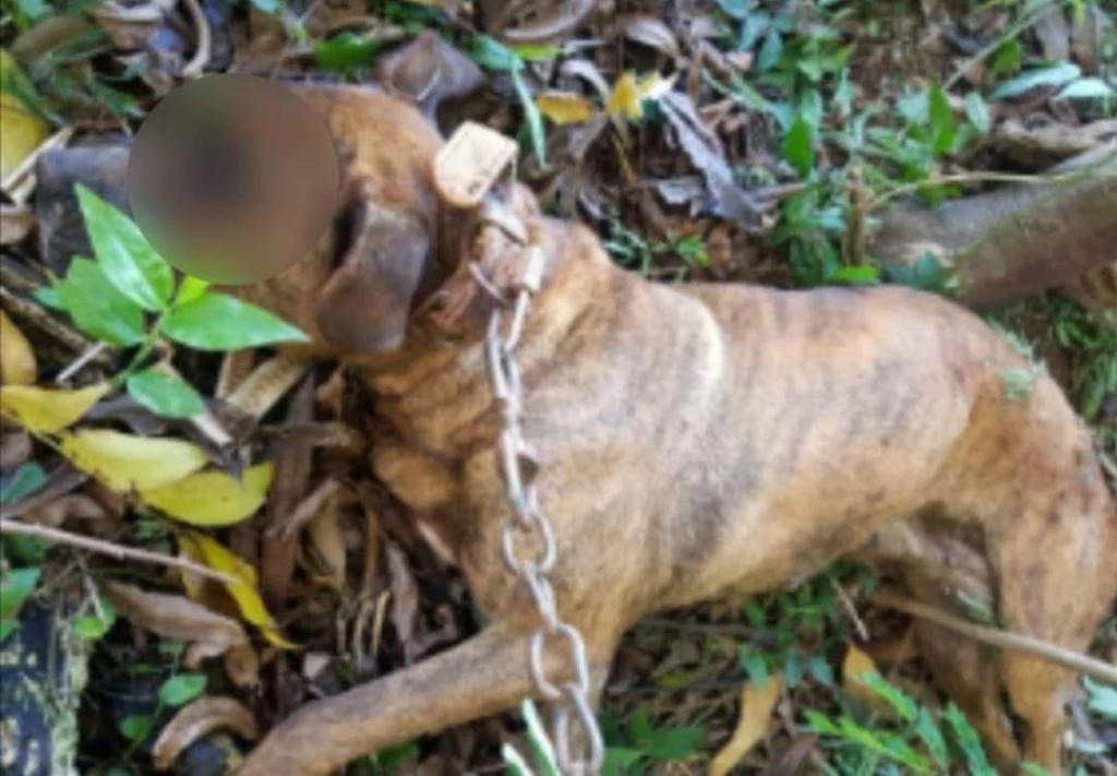 Homem é preso por matar cão a marretadas em troca de R$ 10