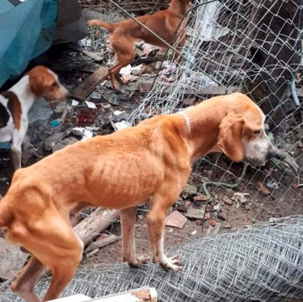 Casal é preso por manter cães em situação de maus-tratos