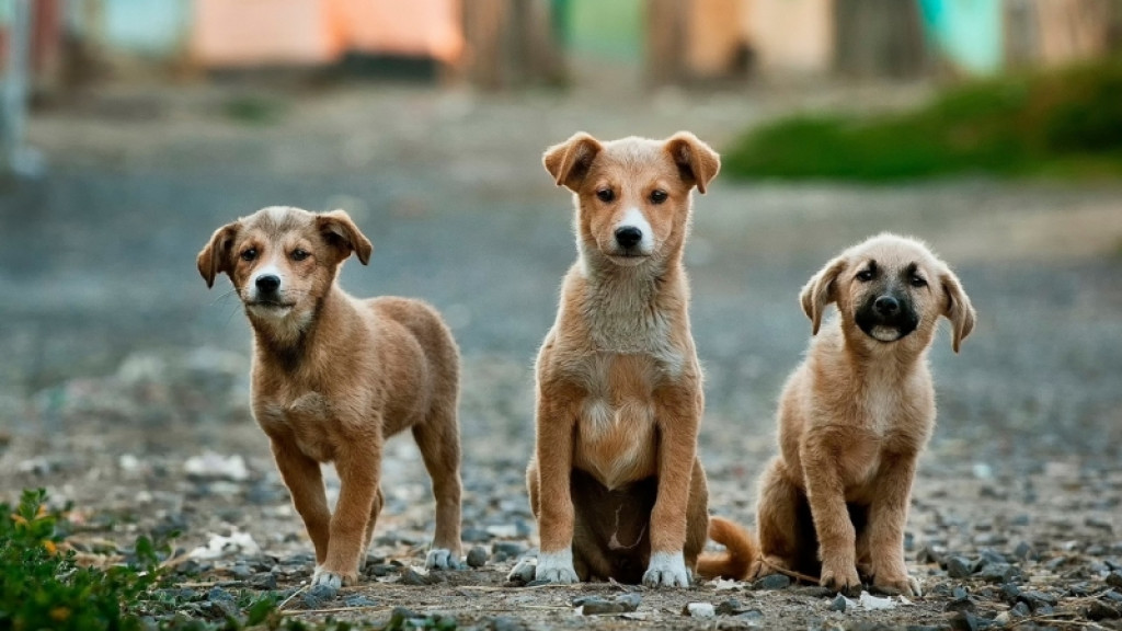 Tijucas terá mutirão de castração de cães com valor social