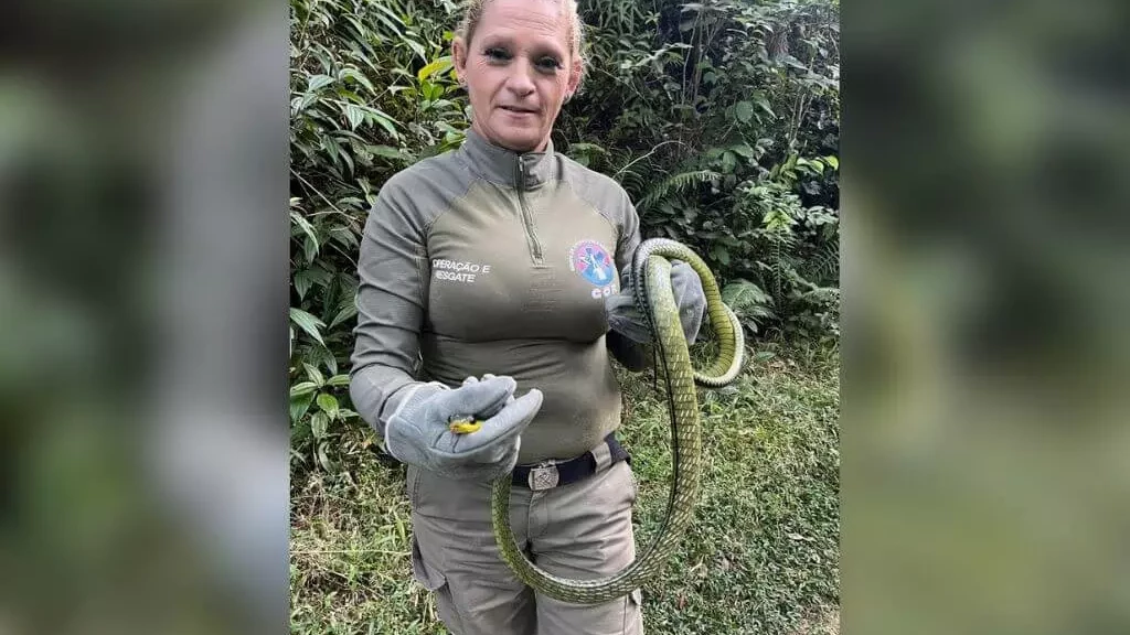 Cobra de quase dois metros é encontrada em quintal de residência em Itapema
