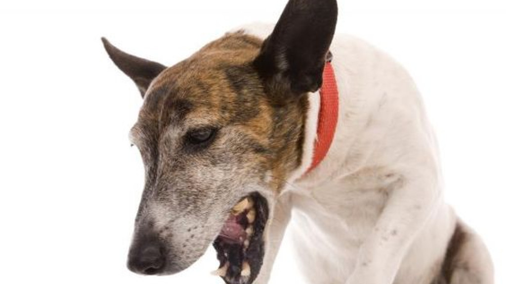 Toque de alerta: quando a tosse do seu cachorro pode ser um sinal de algo grave