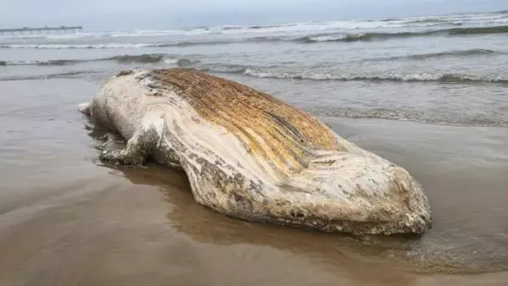 Baleia-jubarte de 9 metros é encontrada morta em praia de SC