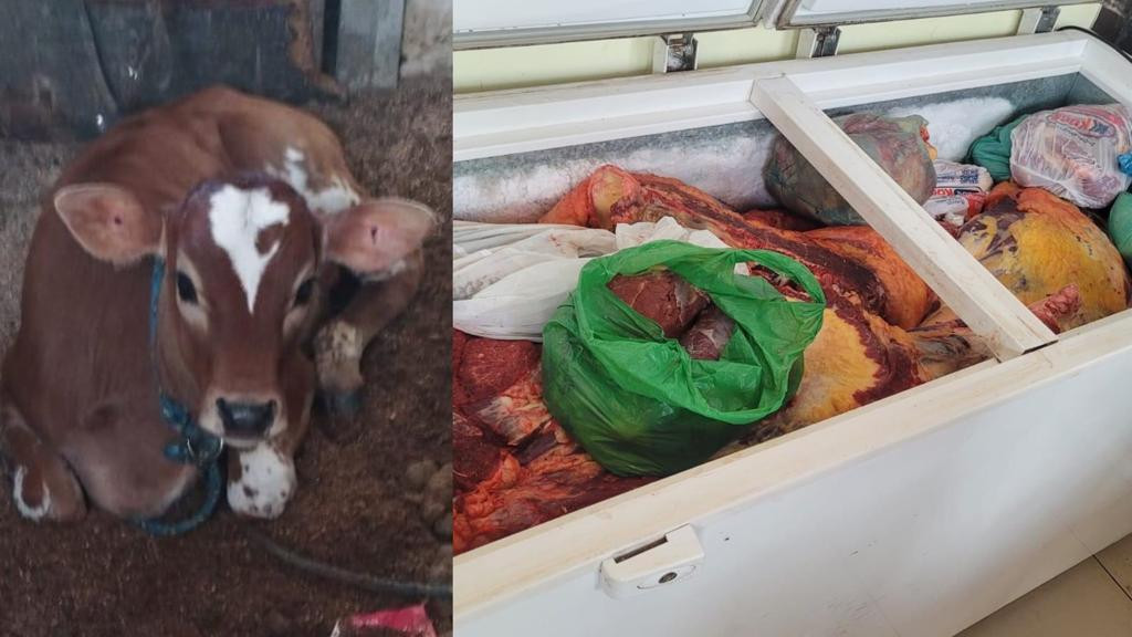 Vaca furtada é sacrificada por ladrões e bezerro recuperado vivo pela polícia em Camboriú