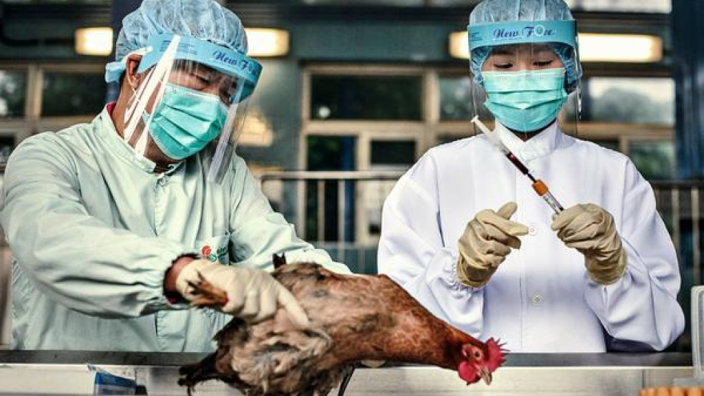 URGENTE: China registra contaminação humana de H5N1