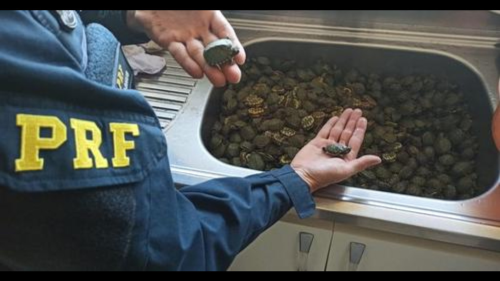 PRF resgata mais de 1 mil filhotes de tartaruga na BR-101