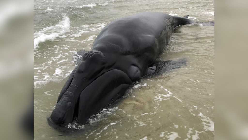 Filhote de baleia encalha em praia catarinense