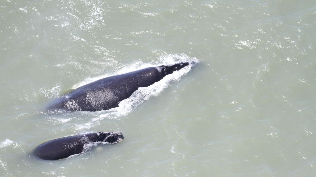 Sobrevoo captura presença de 14 baleias-francas com filhotes na costa catarinense