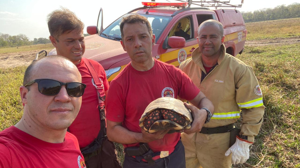 Bombeiros de SC salvam animais e combatem incêndios no Pantanal