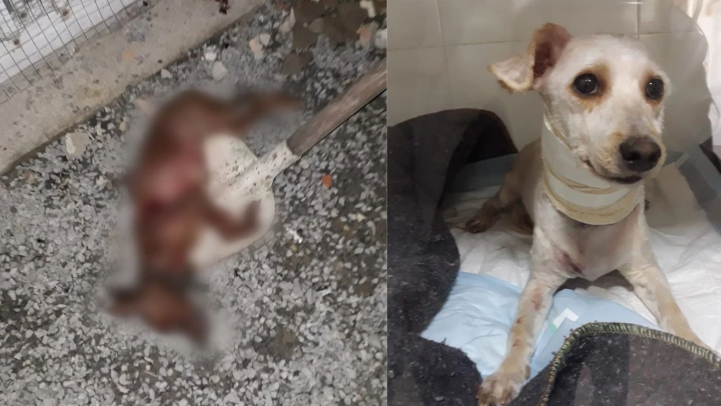 Cães assassinos invadem casas em Tijucas