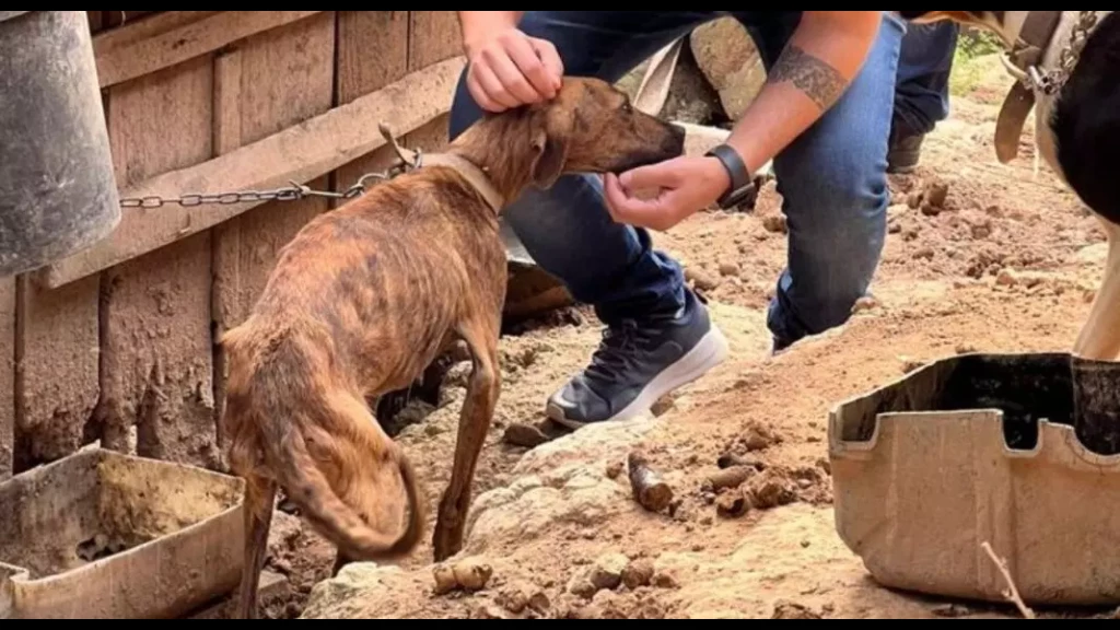 Polícia resgata 29 animais em situação de extrema vulnerabilidade no Vale do Itajaí