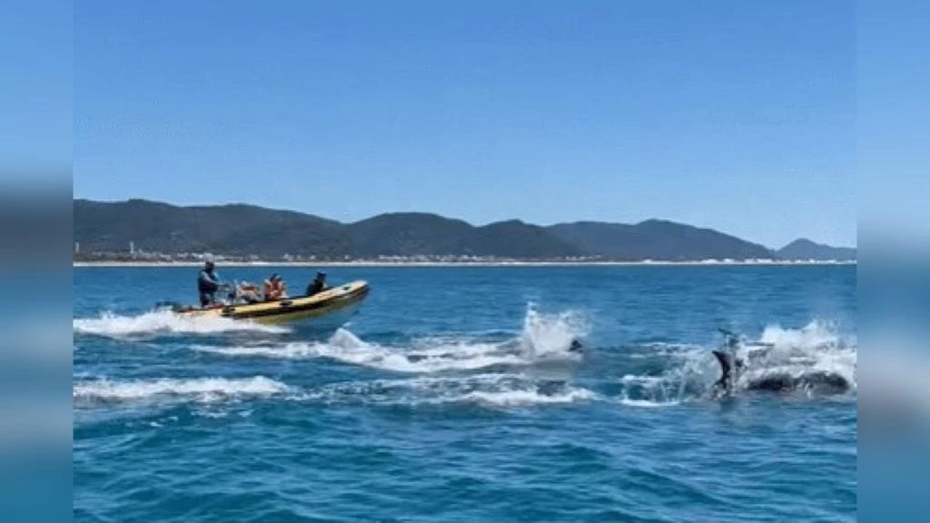 VÍDEO: Golfinhos dão show de imagens em Florianópolis