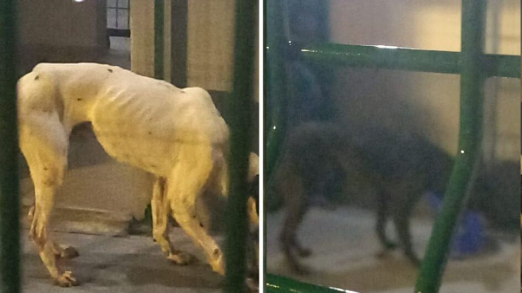 Cachorros são resgatados de contêiner em SC que seria encaminhado à China