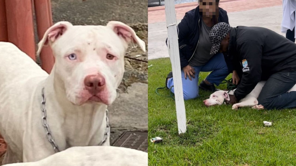 Menina de 3 anos é atacada por Pit Bull no pescoço