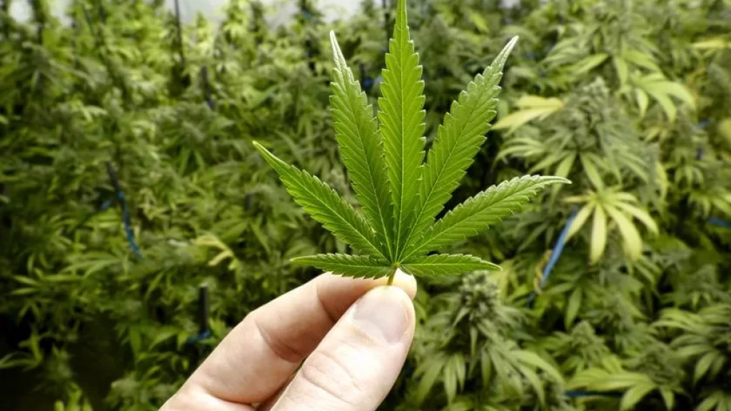 Câmara de Balneário Camboriú aprova distribuição de cannabis medicinal no SUS