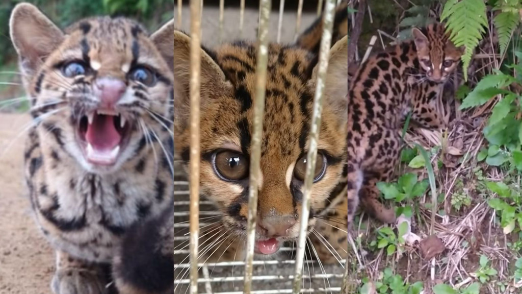 Ameaçado de extinção, gato-maracajá é resgatado em SC
