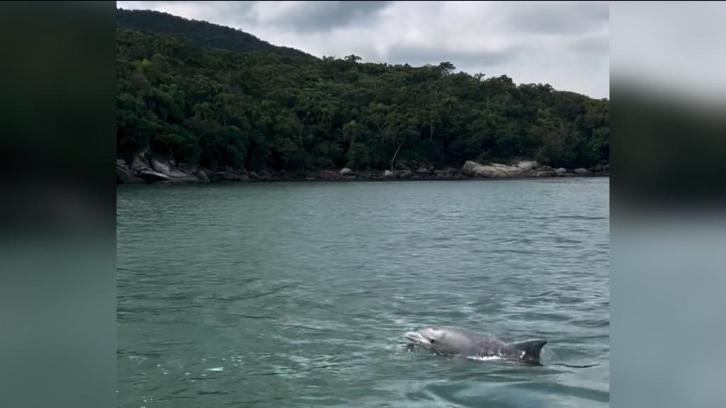 VÍDEO: Golfinhos dão show de acrobacia e encantam turistas, em Porto Belo