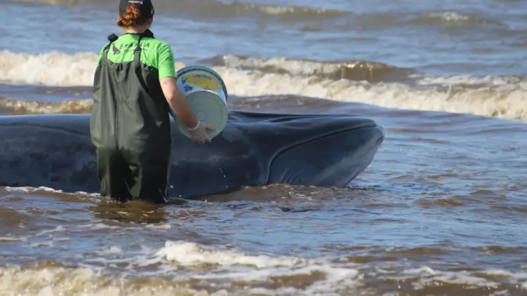 Moradores e autoridades se unem para tentar salvar baleia encalhada em praia de SC
