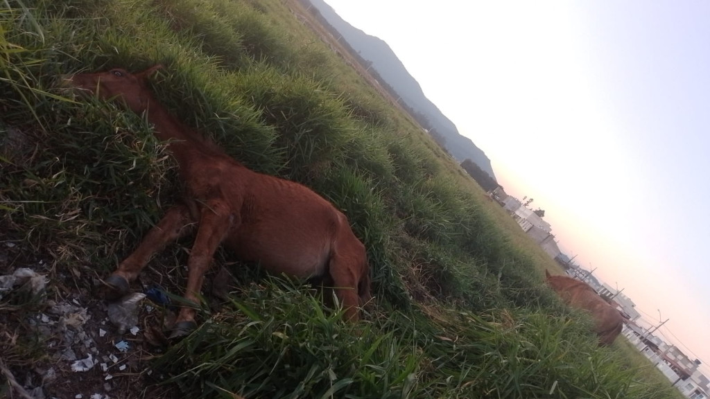 Cavalos em situação de maus-tratos preocupam moradores do bairro Joaia em Tijucas
