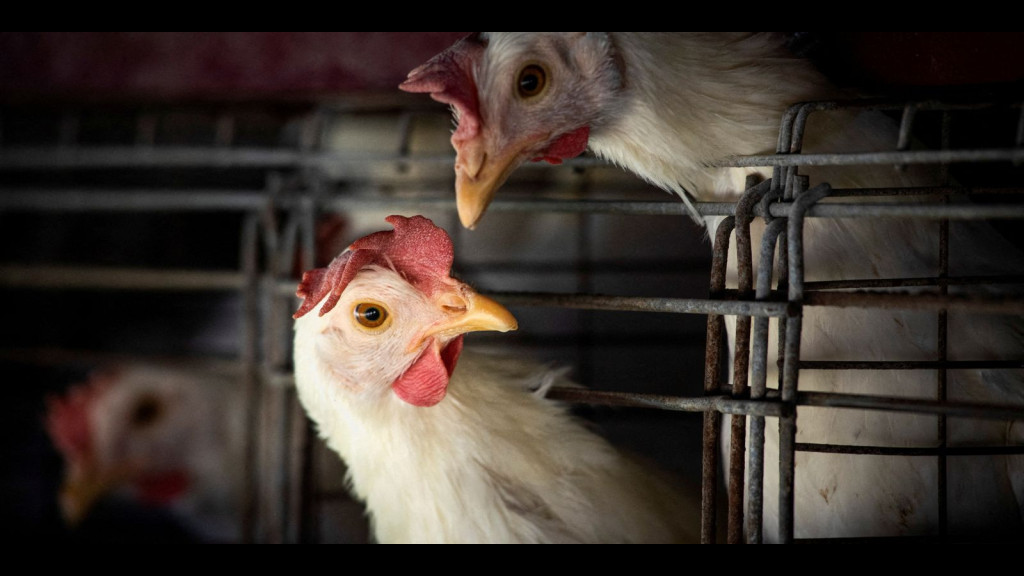 Gripe aviária: Santa Catarina declara estado de emergência zoossanitária