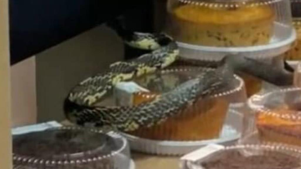 Cobra é flagrada em prateleira de bolo em supermercado de Florianópolis