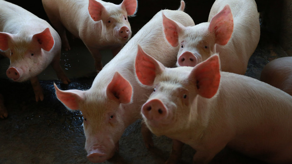 Exportação catarinense de carne suína registra alta de 21,1% em novembro