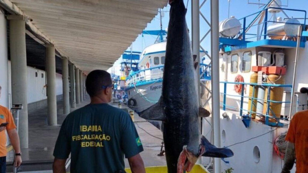 Mais de 12 toneladas de tubarão pescado ilegalmente são apreendidas em Itajaí