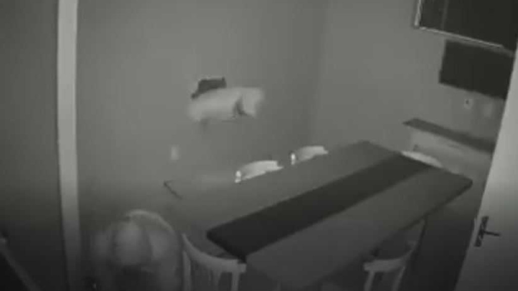 Operação 'Tatu': Ladrões que usavam buraco na parede para furtar cafeteria são presos