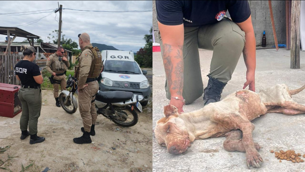 Mulher é presa após deixar cachorro em ‘pele e osso’ em Itapema