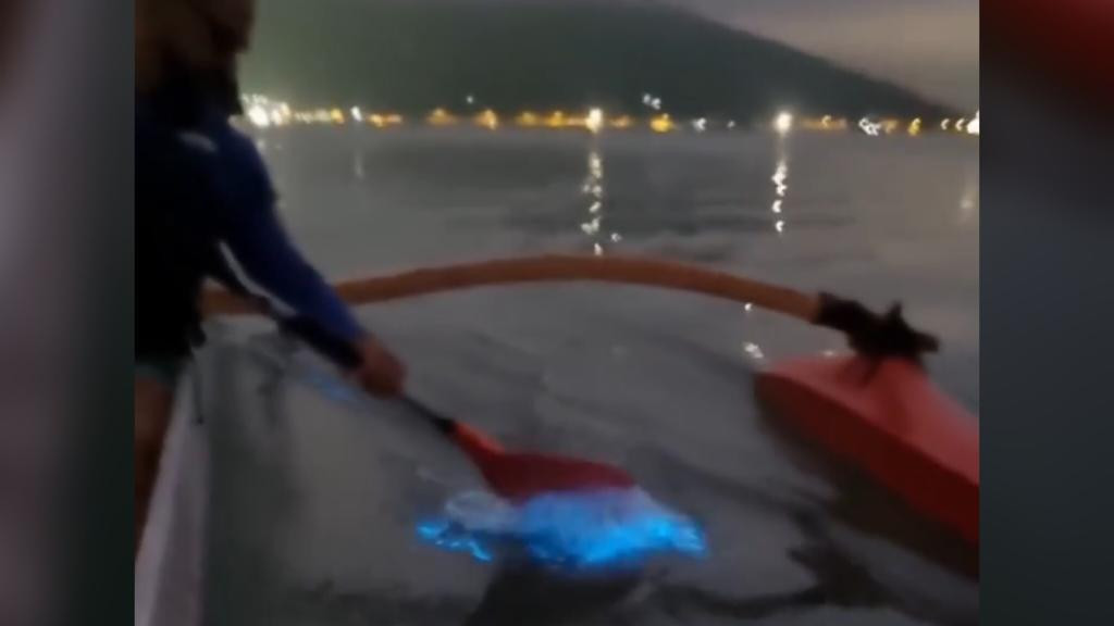 Luzes azuis de microalgas iluminam mar em Florianópolis