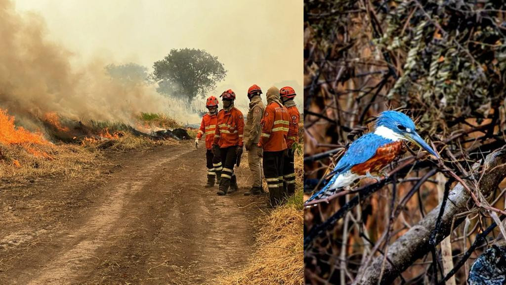 Pantanal vive dias dramáticos com fogo fora de controle