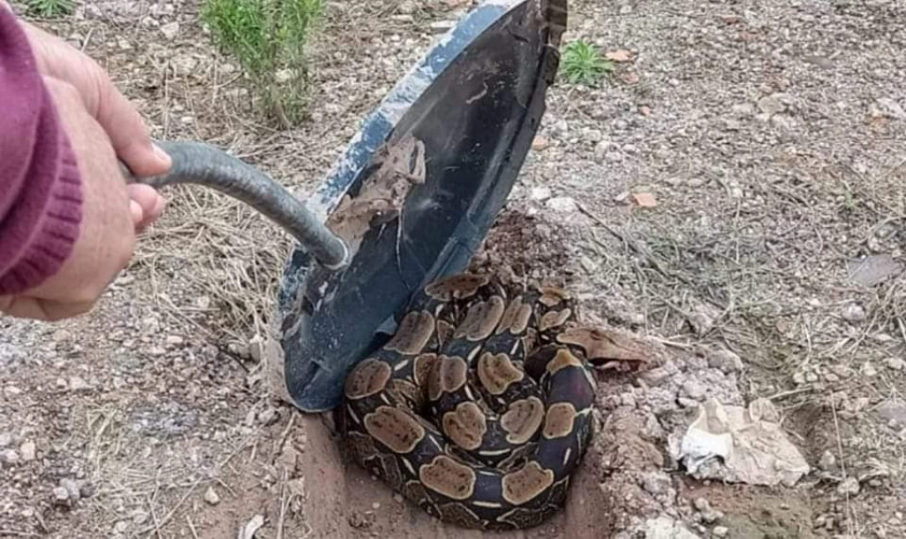 Cobra de dois metros é encontrada em pátio de empresa