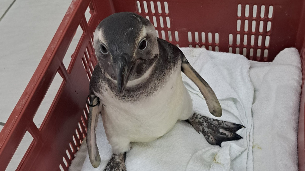 Mais de 200 pinguins-de-magalhães foram encontrados em praias de SC