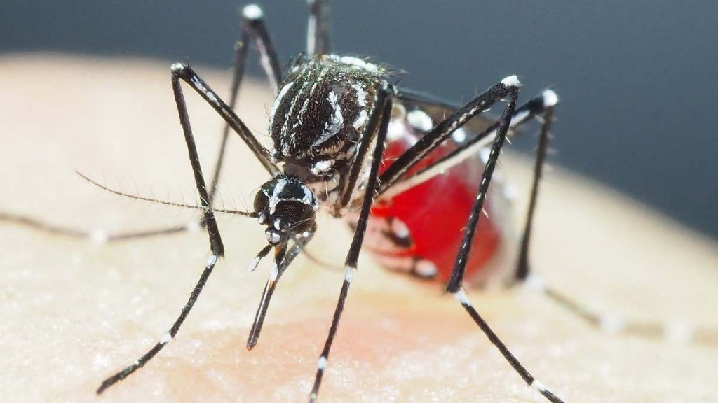 Primeiro caso de dengue é confirmado em Jaraguá do Sul no ano de 2024