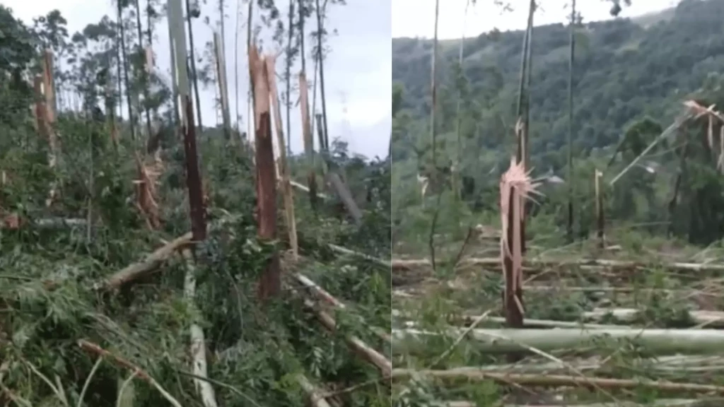 Força da natureza: Tornado de 100 km/h arranca árvores pela raiz em SC