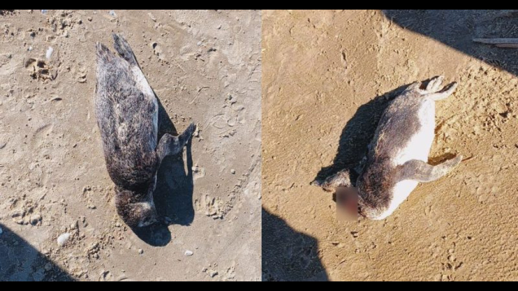 Pinguins são encontrados mortos em praia de SC