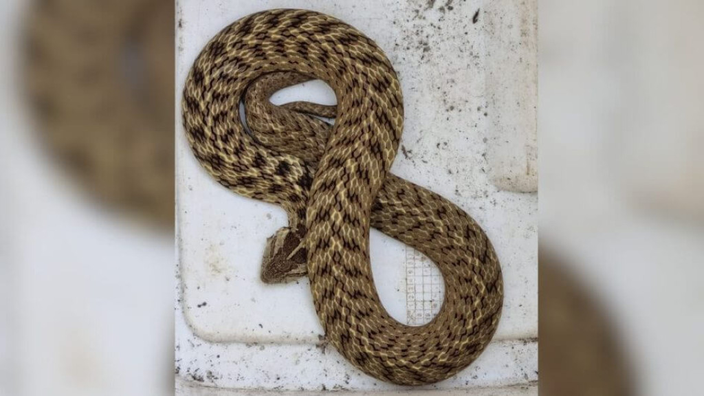 Cobra venenosa é encontrada em quintal de residência